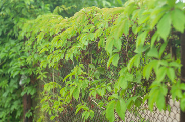 Wild grapes on an old metal fence