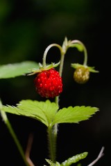 Wild strawberry