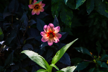 Beautiful pink flower in the garden of painter Claude Monet, Giverny, France
