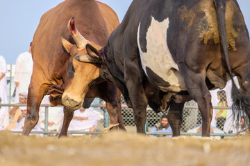 bull fighting