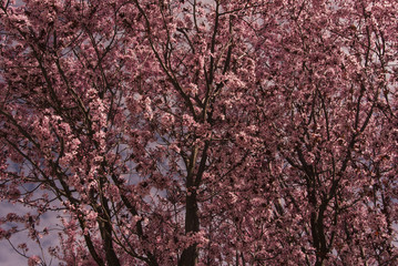 srping trees