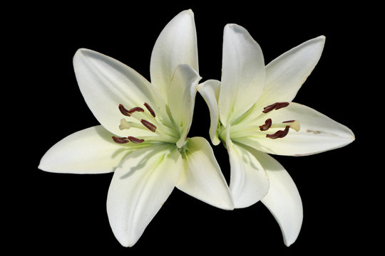 Asiatic hybrid lily 'Apollo' two white flowers isolated on black