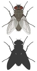 The top view of fly and its silhouette. Vector illustration.