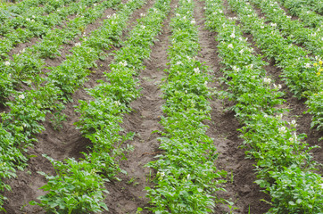 Fototapeta na wymiar Green potatoes grow in the garden