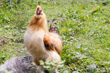 gold silkie rooster on grass