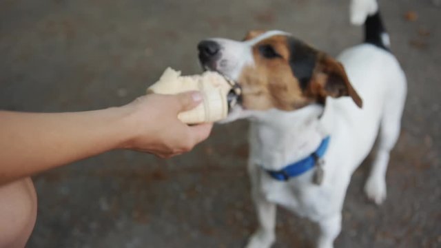 Dog eat, biting and licking ice cream from the hands of master, closeup shot