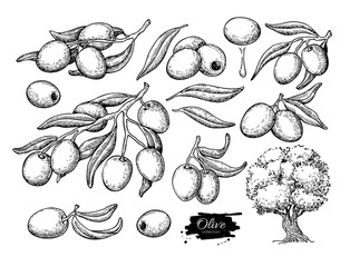 Olive set. Hand drawn vector illustration of branch with food, tree, oil drop. Isolated drawing on white background.