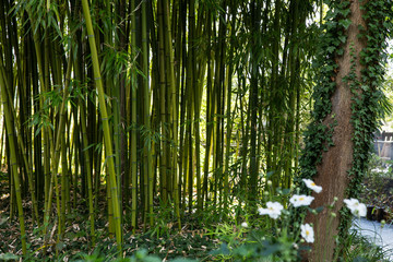 Garden of Claude Monet on sunny day in Giverny, France. Tropical plants.