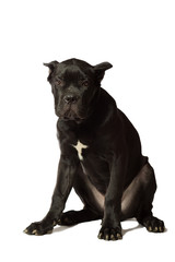 Puppy age 3 months of Cane Corso breed of black color, isolated on white