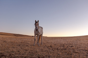 Fototapeta premium Caballos en la alameda al atardecer