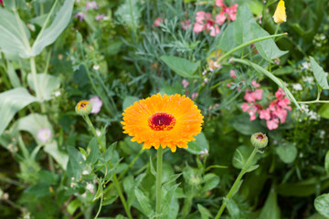 Calendula blossom with waterdrops and other flowers
