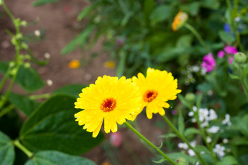 Yellow calendula blossom with waterdrops and other flowers