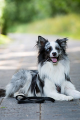 Border Collie liegt auf dem Gehweg