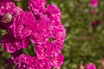 Pink purple rose after summer rain in sunlight. Macro close up photography.