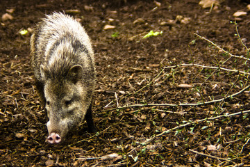 Wild Pig