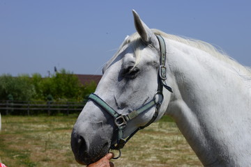 Fototapeta premium Lipizzaner