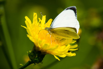 Large white butterfly feeding on a dandelion