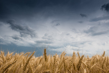Wheat Field and stormy clouds