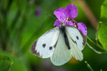 Large white butterfly on meadow crane's-bill