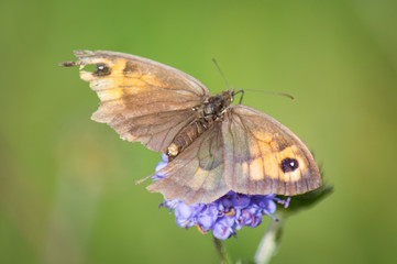 Meadow brown butterfly in a poor condition