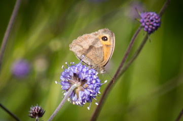 Meadow brown butterfly on devil's-bit scabious