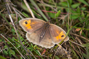 Meadow brown butterfly stretched out on the grass