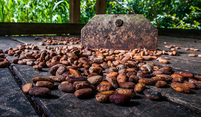 cocoa beans drying in Baracoa, Cuba