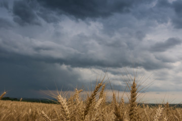 Fototapeta premium Wheat Field and stormy clouds