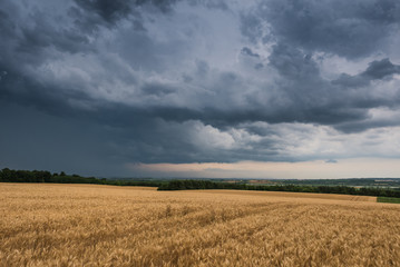 Obraz premium Wheat Field and stormy clouds