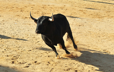 toro