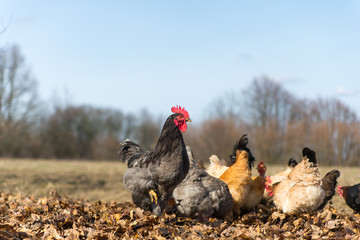 Chickens on traditional free range poultry farm