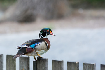 Wild duck on a wooden fence