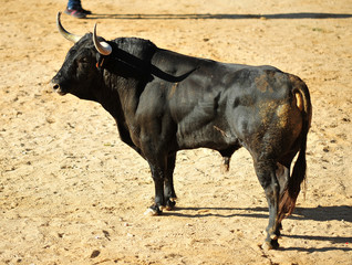 toro