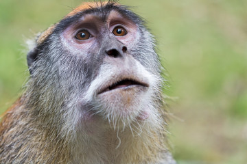 Portrait of a patas monkey, also known as hussar monkey