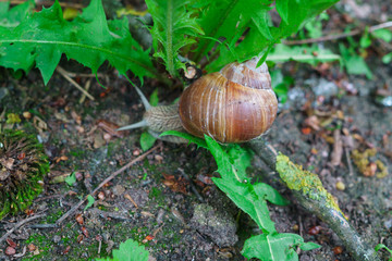 Grape snail for a walk in the forest.