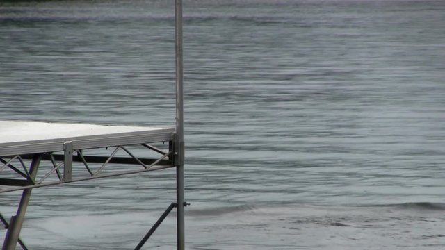 A golden retriever runs along dock and dives into freshwater pond to retrieve masters tennis ball