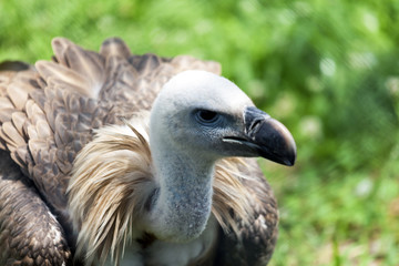 Close up portrait Griffon vulture (Gyps fulvus)