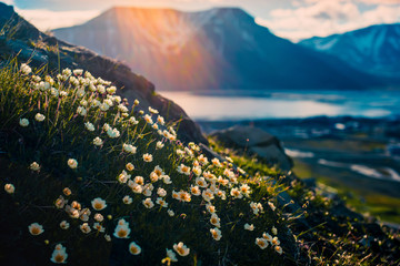 Wallpaper norway landscape nature of the mountains of Spitsbergen Longyearbyen Svalbard on a polar day with arctic flowers in the sunset summer © bublik_polina