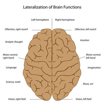 Lateralization of the brain functions