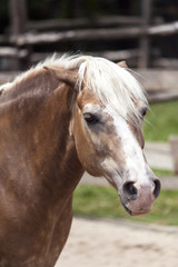 Obraz premium Close up portrait of a beautiful brown horse