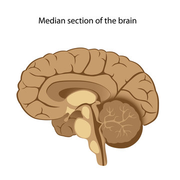 Human brain anatomy, median section, unlabeled. 