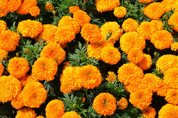 Tagetes