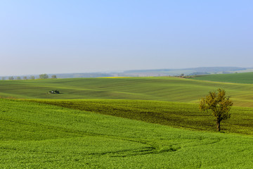 Fototapeta na wymiar Wavy hills in South Moravia during sunrise