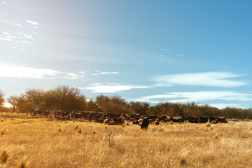 Naklejka na ściany i meble Herd of aberdeen angus cows resting in a field