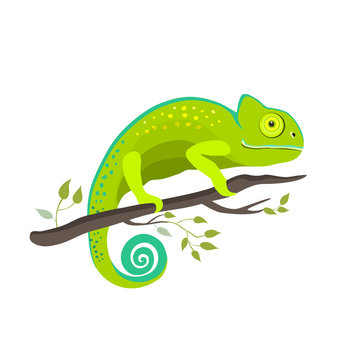 Chameleon icon. Cartoon illustration of walking chameleon vector for web
