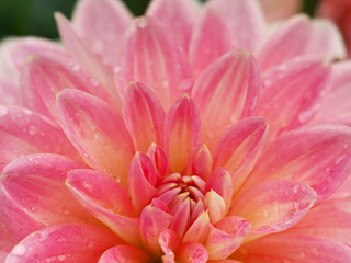pink Dahlia flower closeup with water droplets on petals, morning dew, macro foto