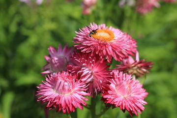 青山高原ハーブガーデンの花