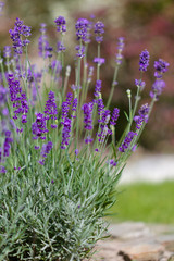 summer flowers in the garden  - lavender 