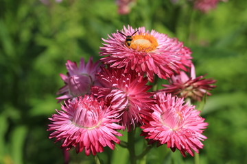 青山高原ハーブガーデンの花
