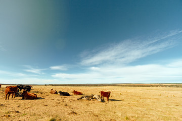 Herd of aberdeen angus cows resting in a field